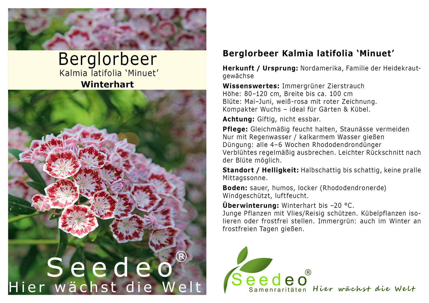 Seedeo® Berglorbeer Kalmia latifolia ‘Minuet’ Pflanze ca. 10-15 cm hoch