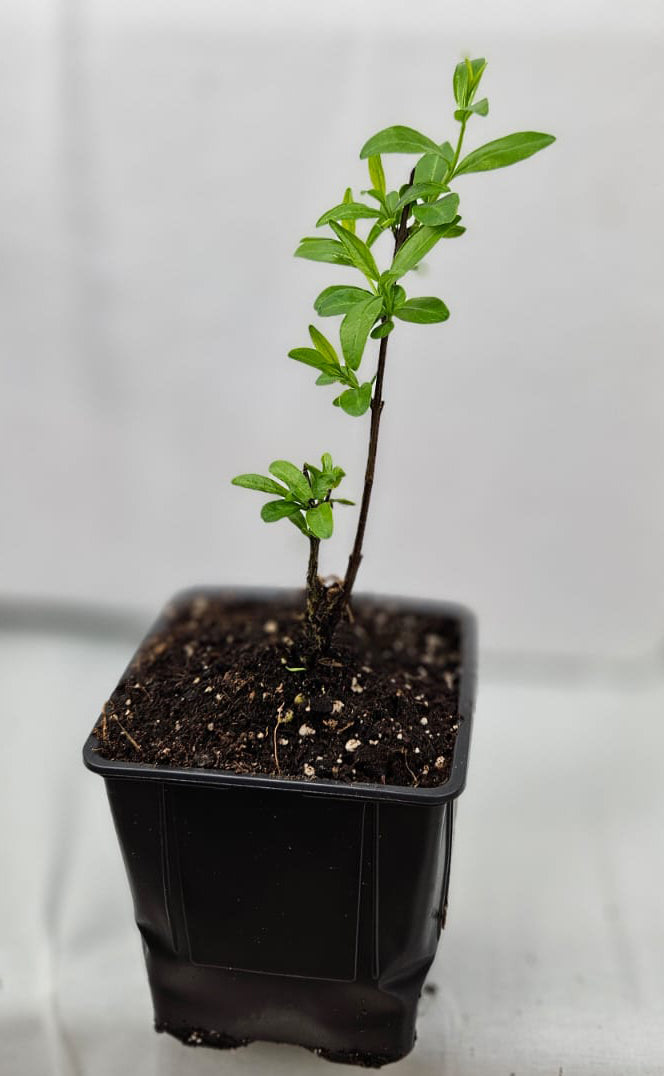 Granatapfelbaum ‚Haku Botan‘ Punica granatum ca.15-20 cm