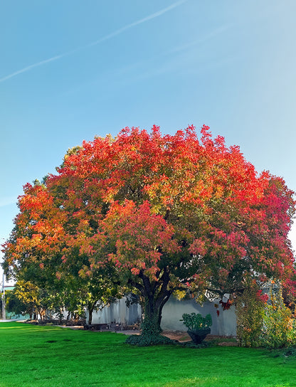 Seedeo® Chinesische Pistazie (Pistacia chinensis) ca. 20 - 30 cm hoch