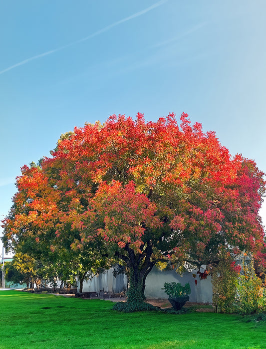 Seedeo® Chinesische Pistazie (Pistacia chinensis) ca. 20 - 30 cm hoch