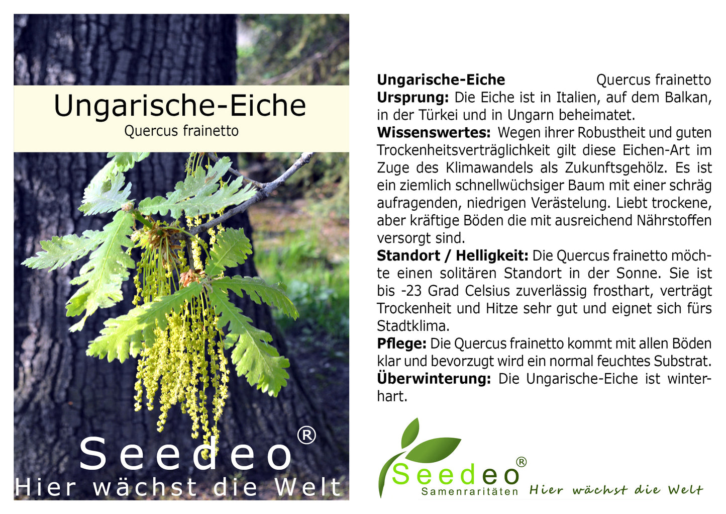 Seedeo® Gartenjuwelen: 4 verschiedene Eichen als Jungpflanzen