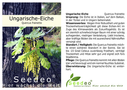 Seedeo® Gartenjuwelen: 4 verschiedene Eichen als Jungpflanzen