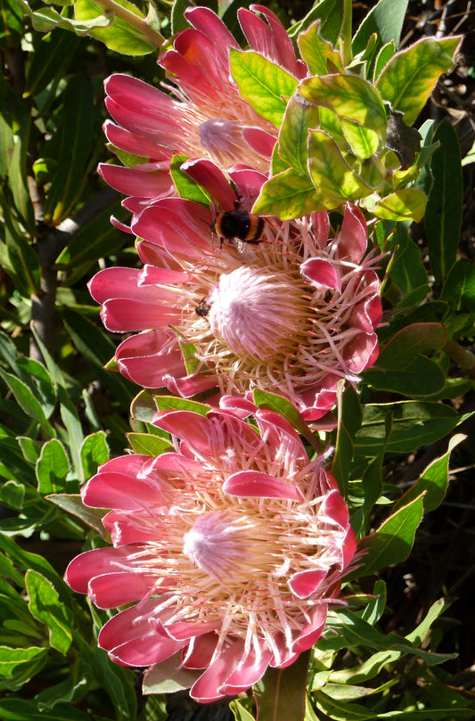 Seedeo® Königsprotea (Protea cynaroides) 7 Samen