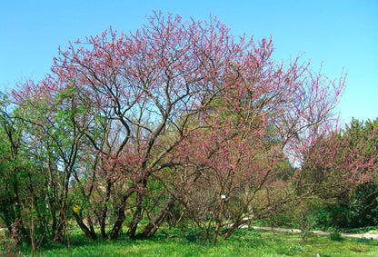 Seedeo® Judasbaum (Cercis siliquastrum) Pflanze ca. 20 - 30 cm
