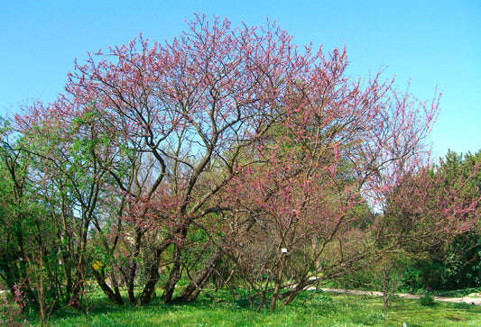 Seedeo® Judasbaum (Cercis siliquastrum) Pflanze ca. 20 - 30 cm
