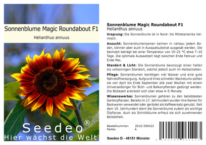 Seedeo® Sonnenblume Magic Roundabout F1 (Helianthus annuus) 20 Samen