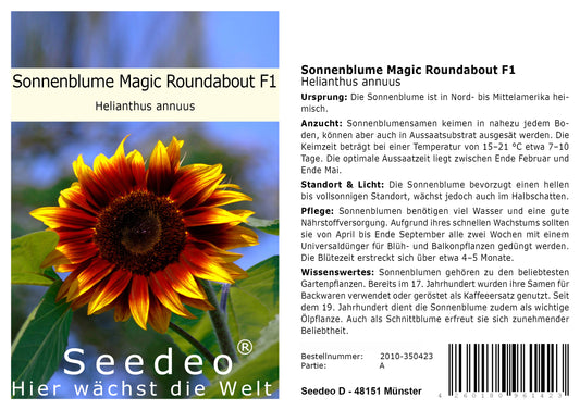 Seedeo® Sonnenblume Magic Roundabout F1 (Helianthus annuus) 20 Samen