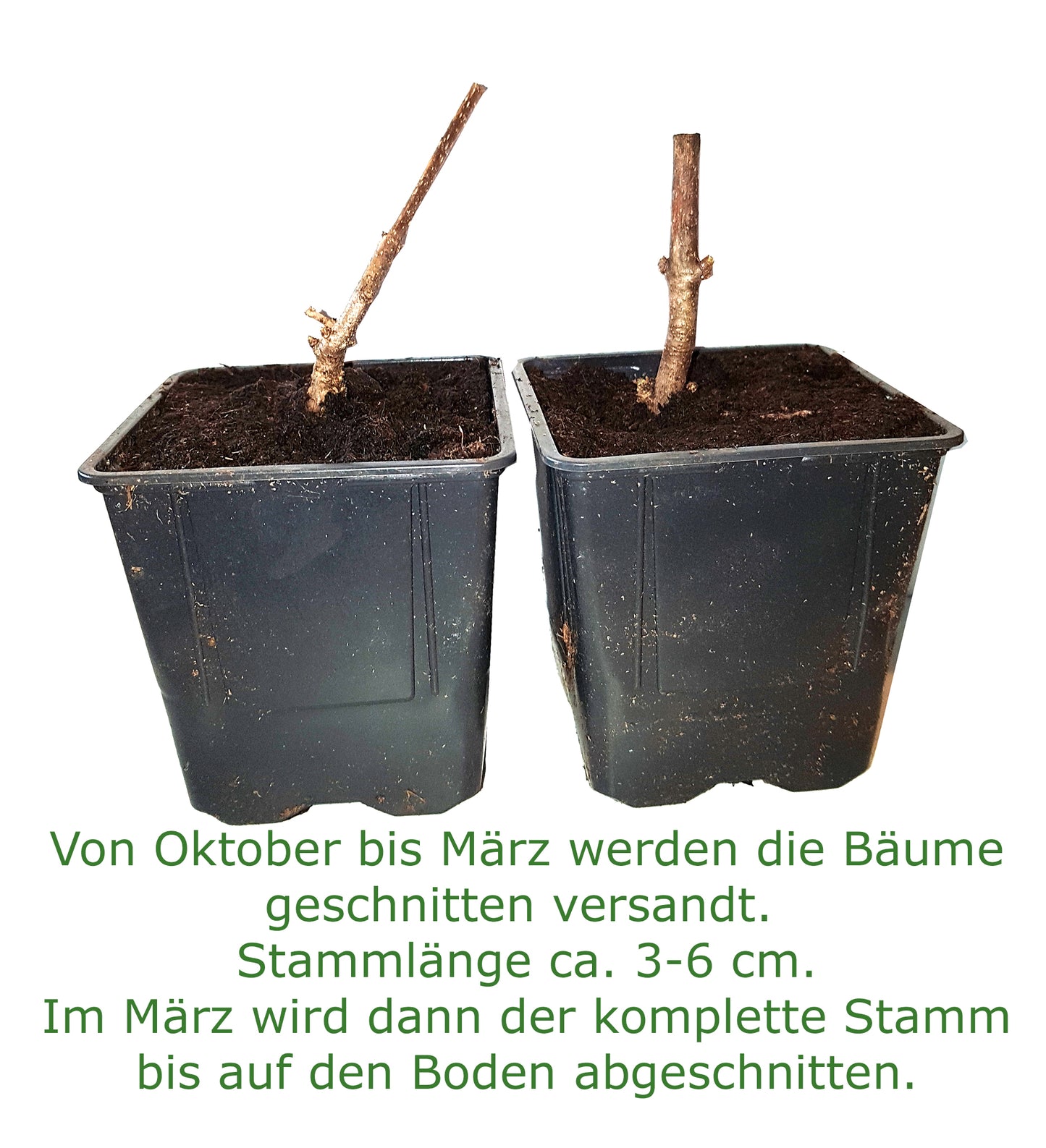 Seedeo® Blauglockenbaum (Paulownia tomentosa) 3 x Jungpflanzen