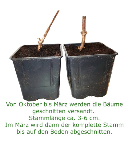 Seedeo® Blauglockenbaum (Paulownia tomentosa) 3 x Jungpflanzen