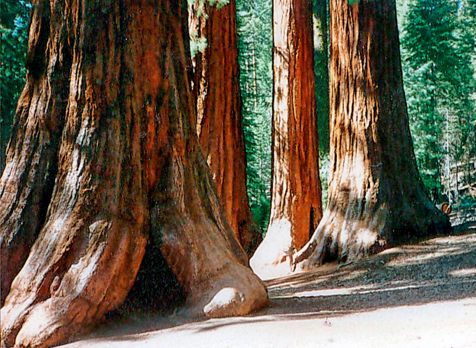 Berg - Mammutbaum (Sequoiadendron giganteum) Pflanze 2 Jahre Geschenkedition Topf mit Sternen