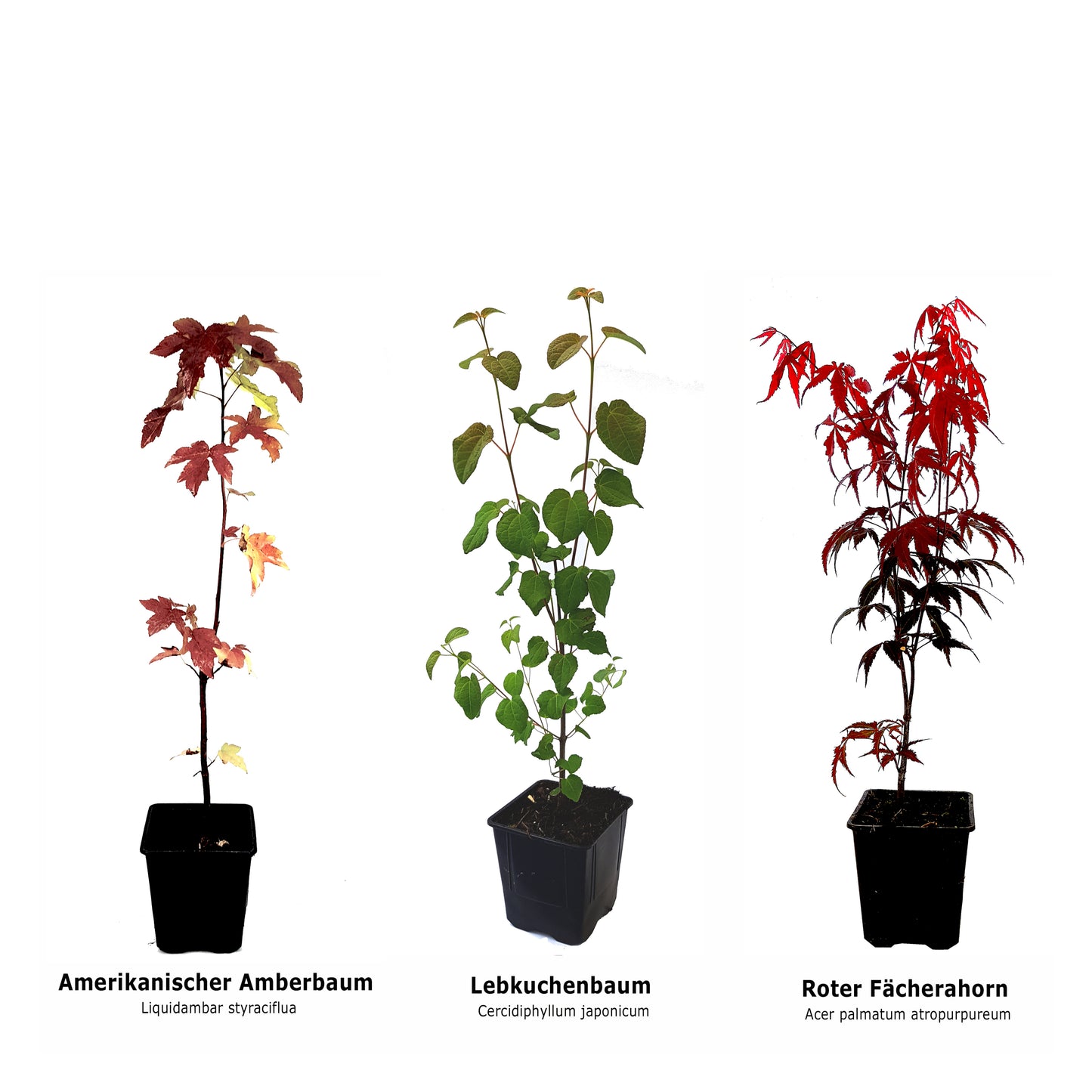 Indian Summer für deinen Garten