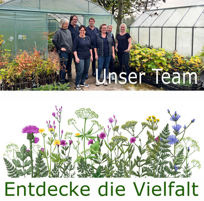 Seedeo® - Tulpen Pflückgarten Mix Farbenspiel 30 Zwiebeln mehrjährig - winterhart