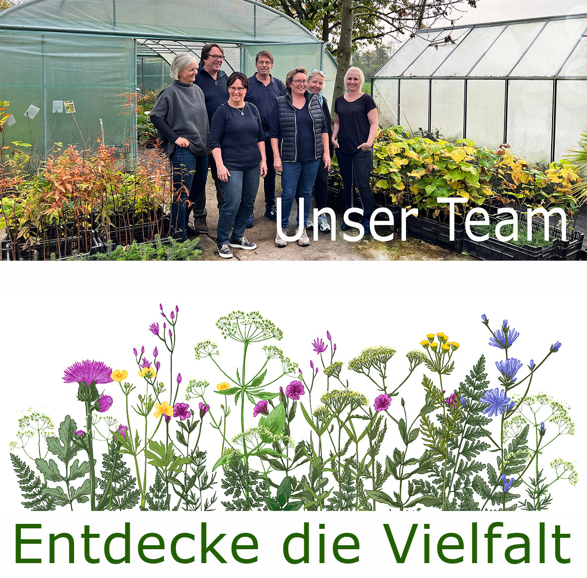 Seedeo® Teufelstrompete (Datura metel) 10 Samen