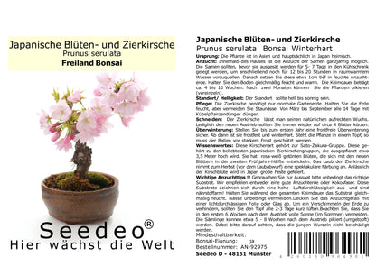 Seedeo® Bonsai Anzuchtset deluxe Best of (Japanische Blüten- und Zierkirsche, Blauregen,Zwerg-Granatapfel, Roter Fächerahorn,Japanische Kamelie)