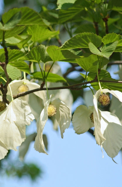 Seedeo® Taschentuchbaum (Davidia involucrata) 1 Samen