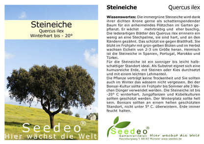 Seedeo® Steineiche (Quercus ilex) Pflanze ca.20 cm hoch
