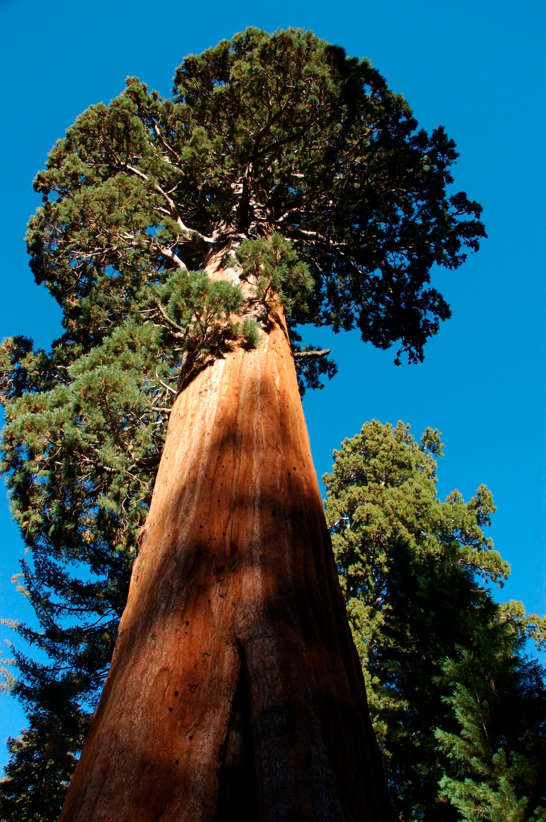 Berg - Mammutbaum (Sequoiadendron giganteum) Pflanze 2 Jahre Geschenkedition Topf mit Sternen