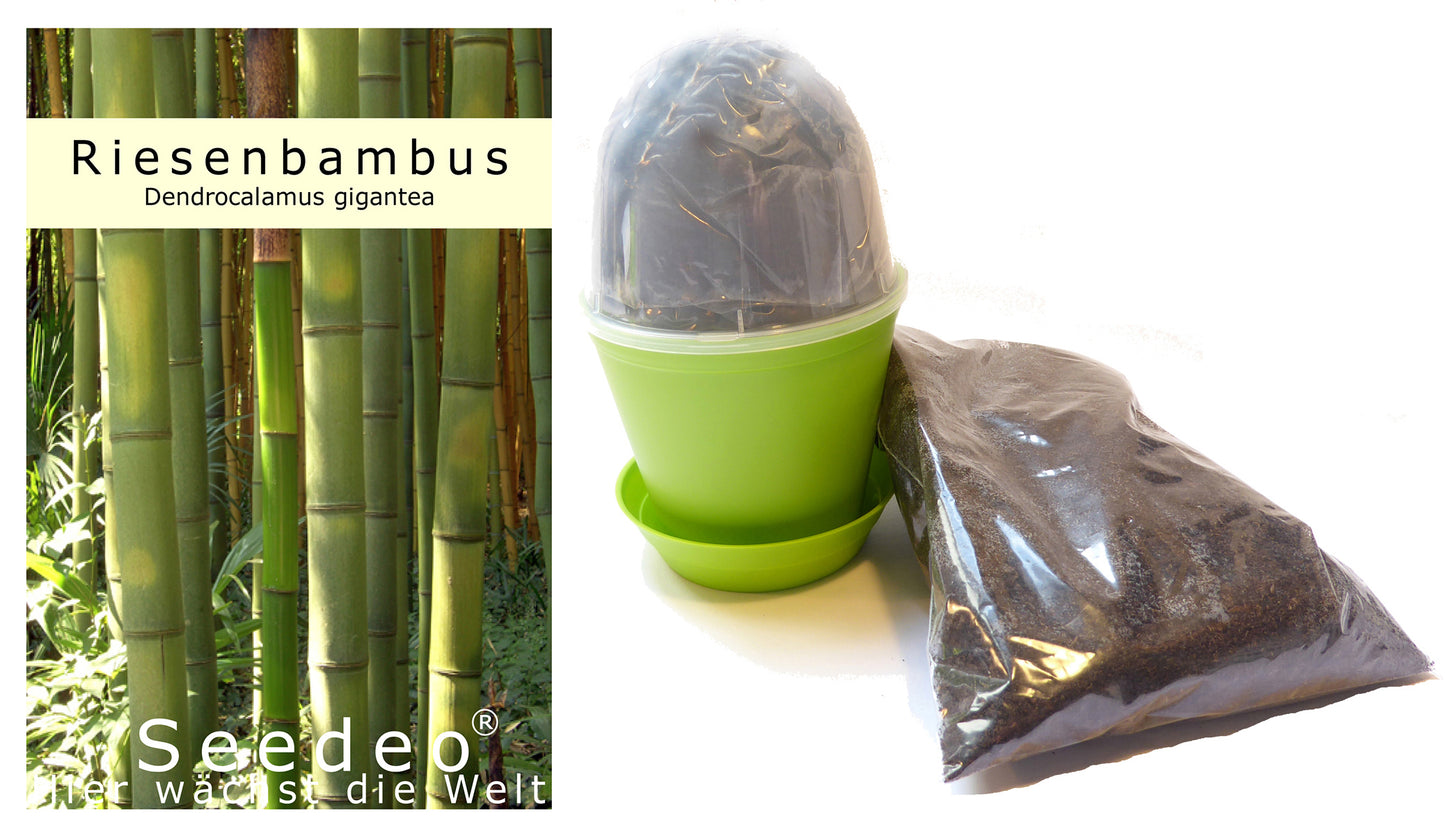 Seedeo® Anzuchtset Riesenbambus (Dendrocalamus gigantea) 60 Samen