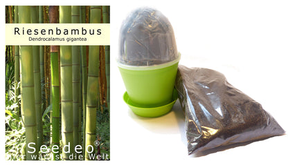 Seedeo® Anzuchtset Riesenbambus (Dendrocalamus gigantea) 60 Samen