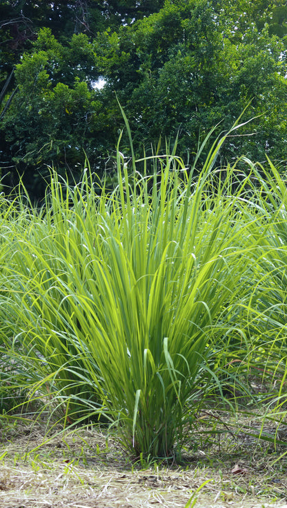 Seedeo® Westindisches Zitronengras Cymbopogon citratus 200 Samen