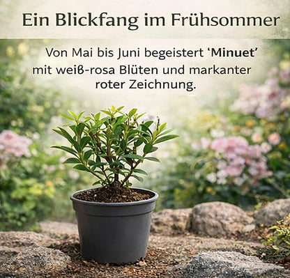Seedeo® Berglorbeer Kalmia latifolia ‘Minuet’ Pflanze ca. 10-15 cm hoch