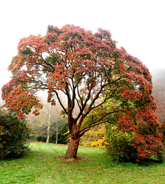 Seedeo® Zimtahorn (Acer griseum) 30 Samen