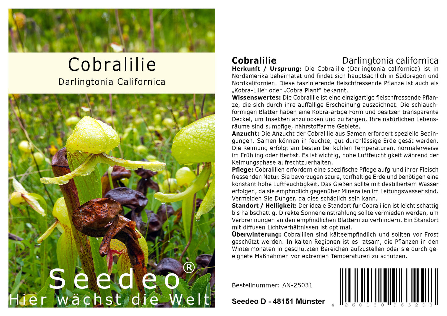 Seedeo® Kobralilie   (Darlingtonia Californica)  10 Samen