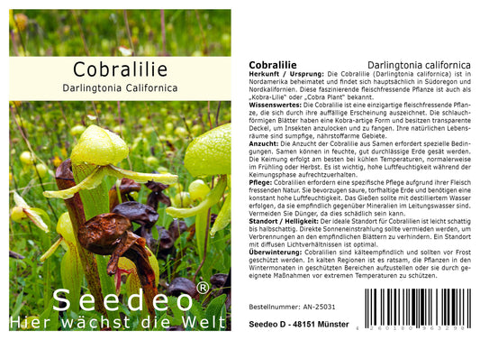 Seedeo® Kobralilie   (Darlingtonia Californica)  10 Samen