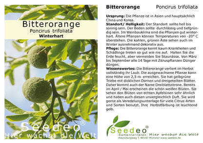Seedeo® Bitterorange  (Poncirus trifoliata) Pflanze ca. 10 - 15 cm