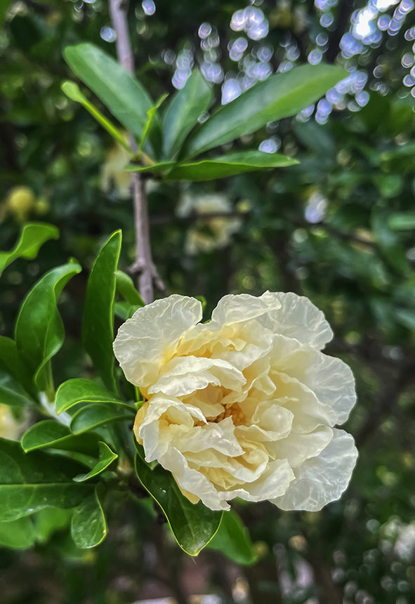 Granatapfelbaum ‚Haku Botan‘ Punica granatum ca.15-20 cm