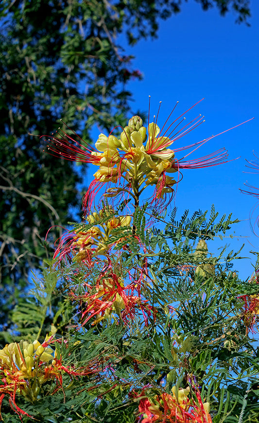Seedeo® Paradiesvogelbusch (caesalpinia gilliesii) 10 Samen