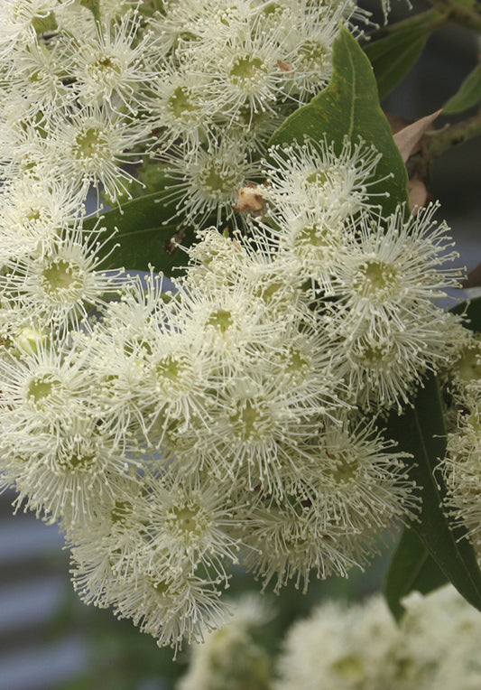 Seedeo® Roter Fluss Eukalyptus (Eucalyptus camaldulensis) 200 Samen