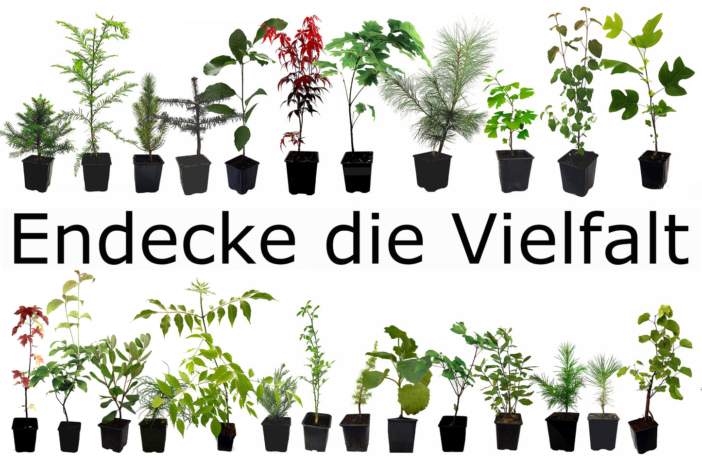 Seedeo® Küsten - Mammutbaum (Sequoia sempervirens) 50 Samen