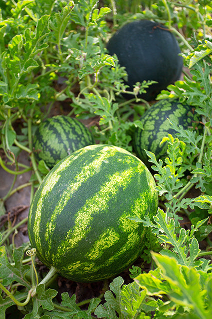 Seedeo®  Wassermelone Crimson Sweet (Citrullus lanatus L.) ca. 10 Samen BIO