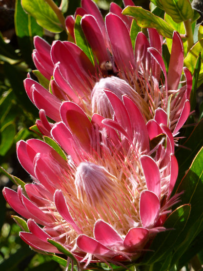Seedeo® Königsprotea (Protea cynaroides) 7 Samen