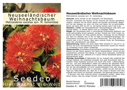 Seedeo® Neuseeländischer Weihnachtsbaum (Metrosideros excelsa) 200 Samen