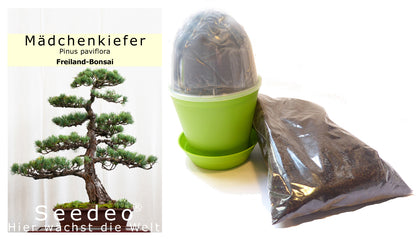 Seedeo® Bonsai Anzuchtset Mädchenkiefer (Pinus parviflora)