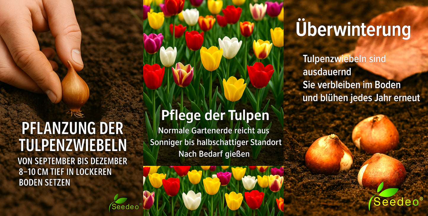 Seedeo® - Tulpen Pflückgarten Mix Farbenspiel 30 Zwiebeln mehrjährig - winterhart