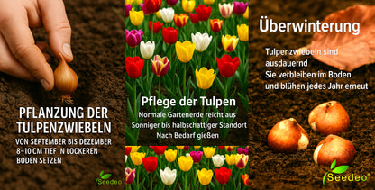 Seedeo® - Tulpen Pflückgarten Mix Farbenspiel 100 Zwiebeln mehrjährig - winterhart