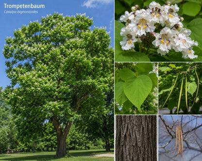 Seedeo® Trompetenbaum  Catalpa bignonioides Pflanze ca.20 - 30 cm hoch