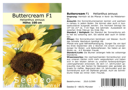 Seedeo Sonnenblume Buttercream F1 (Helianthus annuus) 30 Samen