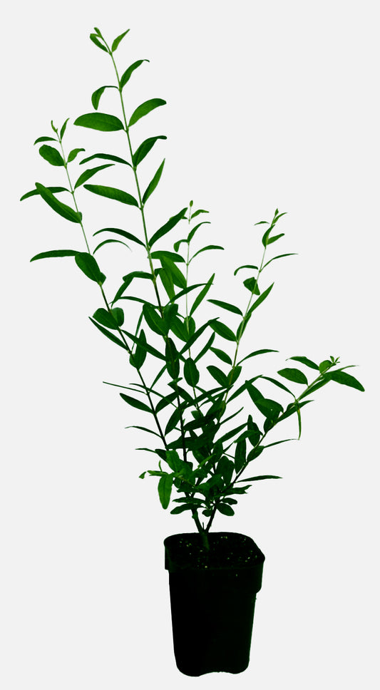 Granatapfelbaum ‚Haku Botan‘ Punica granatum ca.15-20 cm