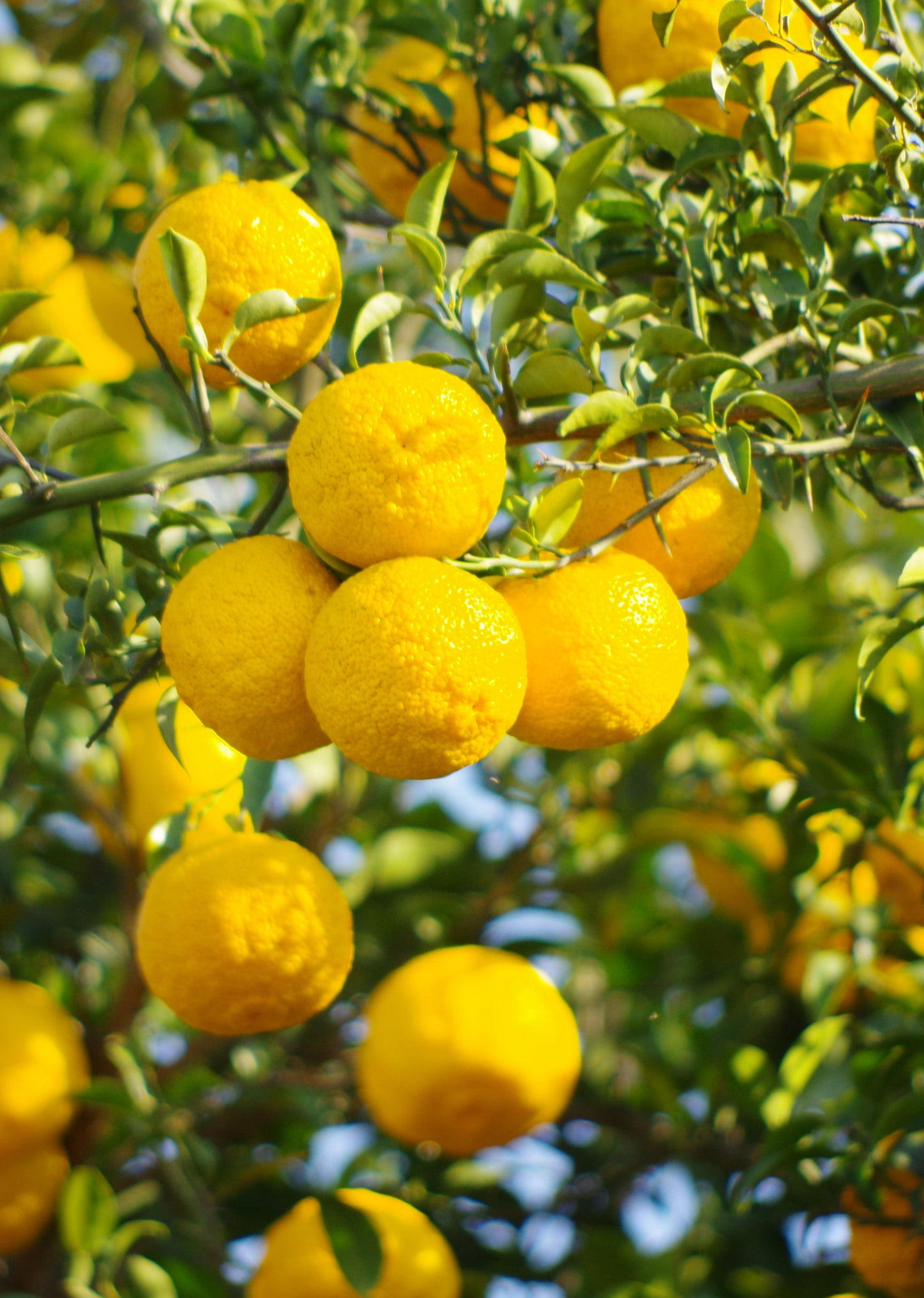 Seedeo® Yuzu-Zitrone (Citrus × junos ‚Yuzu‘) Pflanze ca. 15 cm hoch