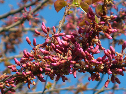 Seedeo® Judasbaum (Cercis siliquastrum) Pflanze ca. 20 - 30 cm