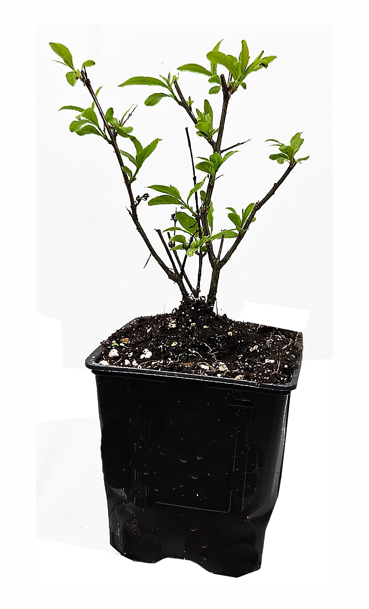 Seedeo® Granatapfelbaum ‚Crimson Sky‘ Punica granatum Pflanze ca. 15 cm