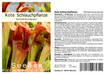 Seedeo® Rote Schlauchpflanze (Sarracenia purpurea) 10 Samen inkl. Anzuchtsubstrat
