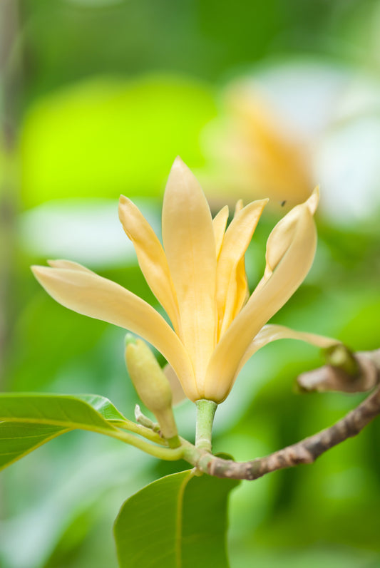 Seedeo® Magnolia champaca ( Michelia Champaca)  15 Samen