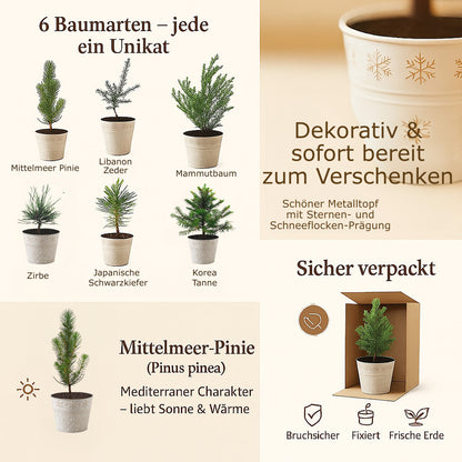 Geschenk-Edition Baum im Sternentopf – 2-jährige Jungpflanze Mittelmeer-Pinie (Pinus pinea)