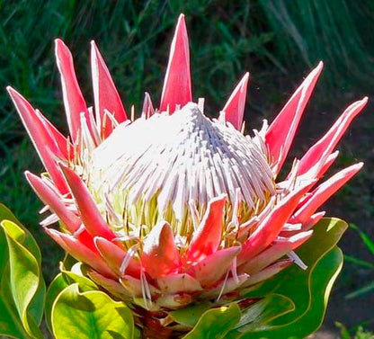 Seedeo® Königsprotea (Protea cynaroides) 7 Samen