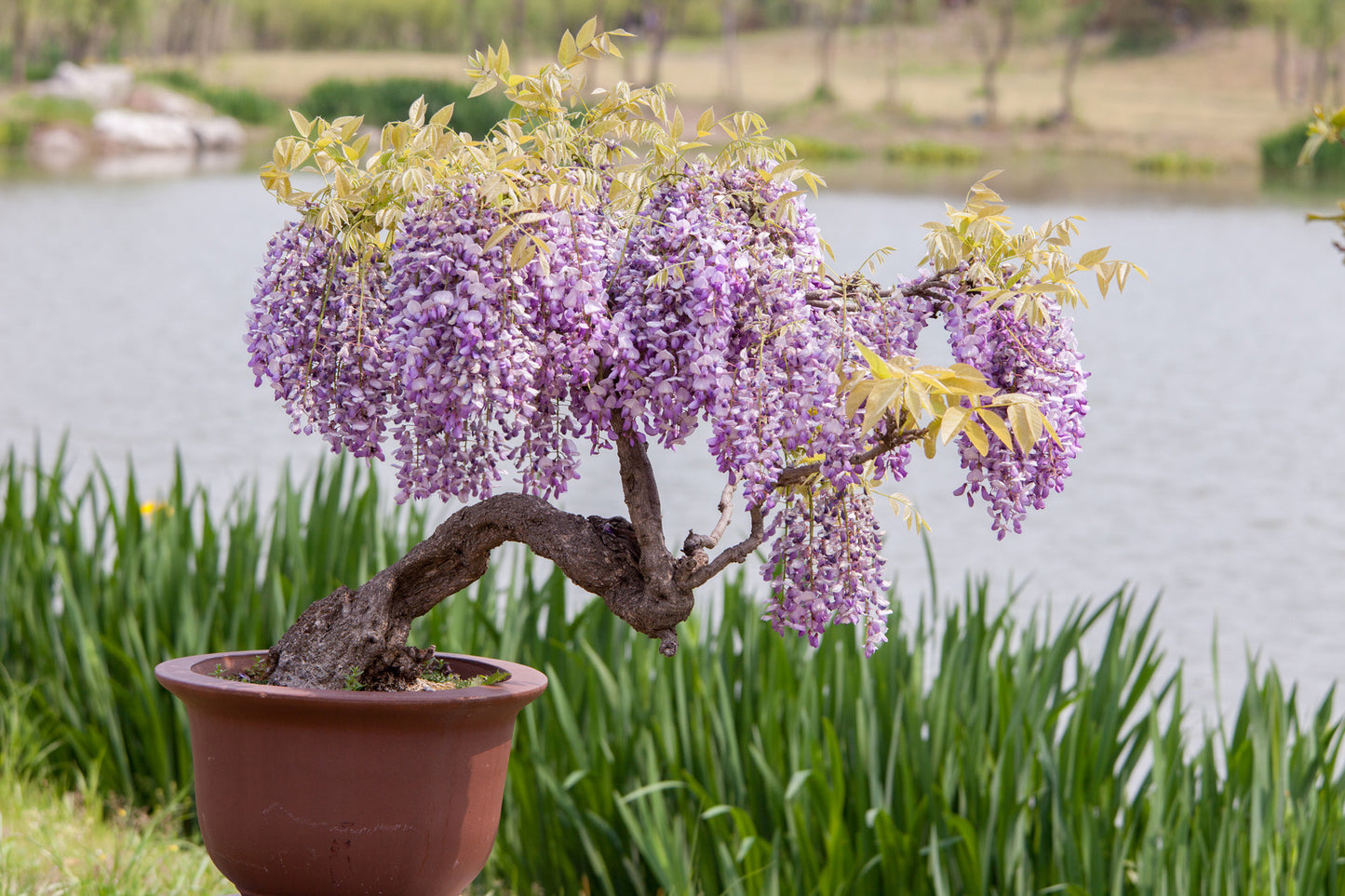 Seedeo® Afrikanischer Blauregen (Bolusanthus speciosus) Bonsai  20 Samen